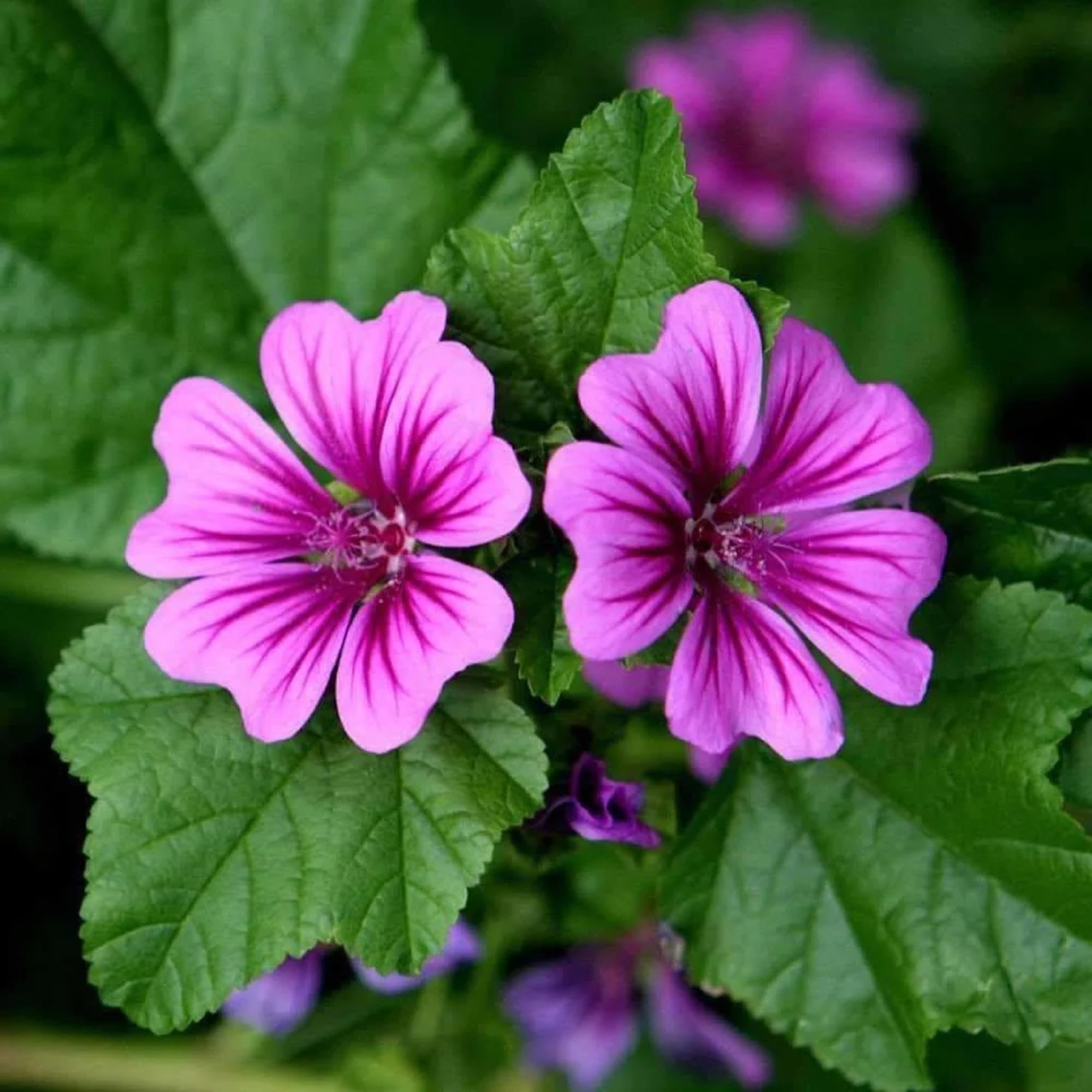 Bright Pink Malva flower seeds blooming into striking, magenta-pink blossoms with delicate petals and a bushy growth habit